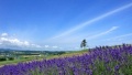 大鸡巴干进我屁眼在线观看日本一地6日游  境外旅游 6880元/人
